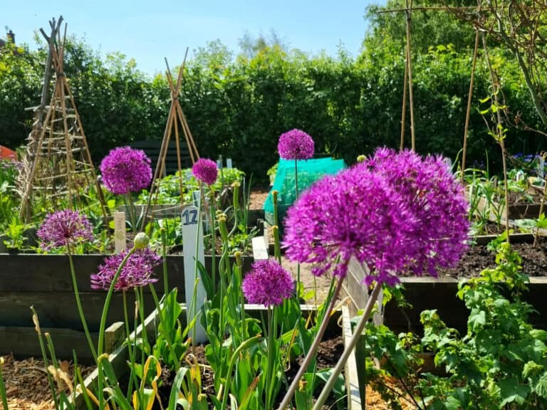 A Functional Medicine Guide to Hayfever – Finding Relief from Tree Pollen